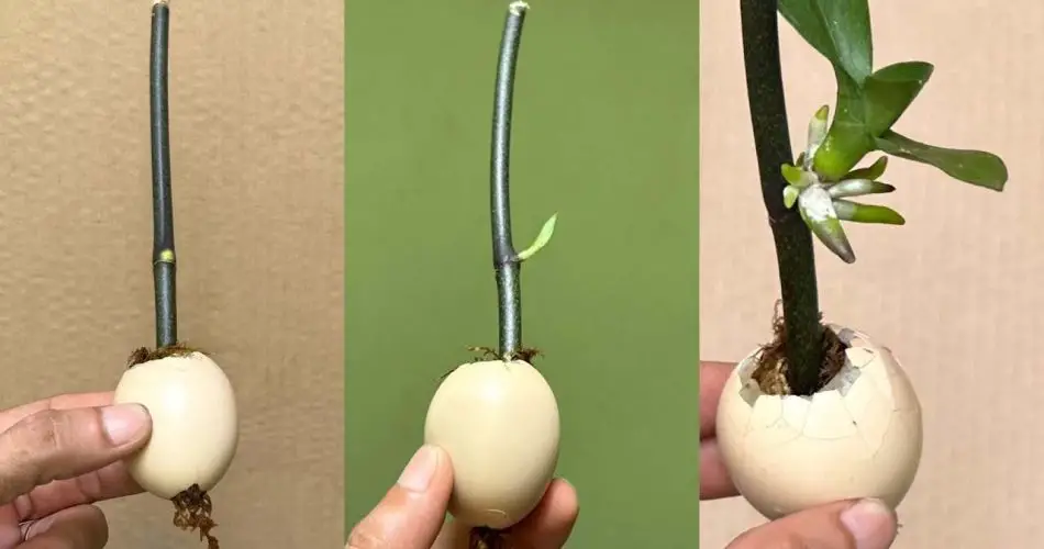 Este truco hace que las ramas y las plantas crezcan rápido: no dejan de florecer