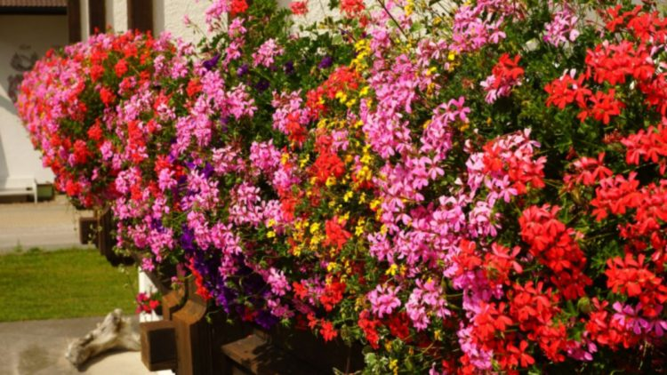 Estos 3 remedios caseros garantizan una fuerte floración de las geranios