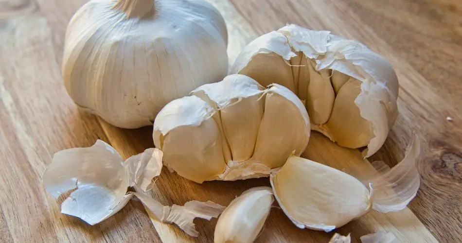Estos errores cometen el 90 % de los jardineros al plantar ajo, por lo que los bulbos quedan pequeños.