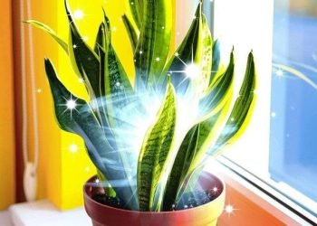 Feliz es quien tiene esta planta en casa