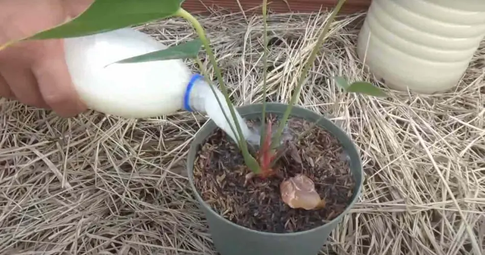 Fertilizante casero potente, con 2 ingredientes que reviven cada planta