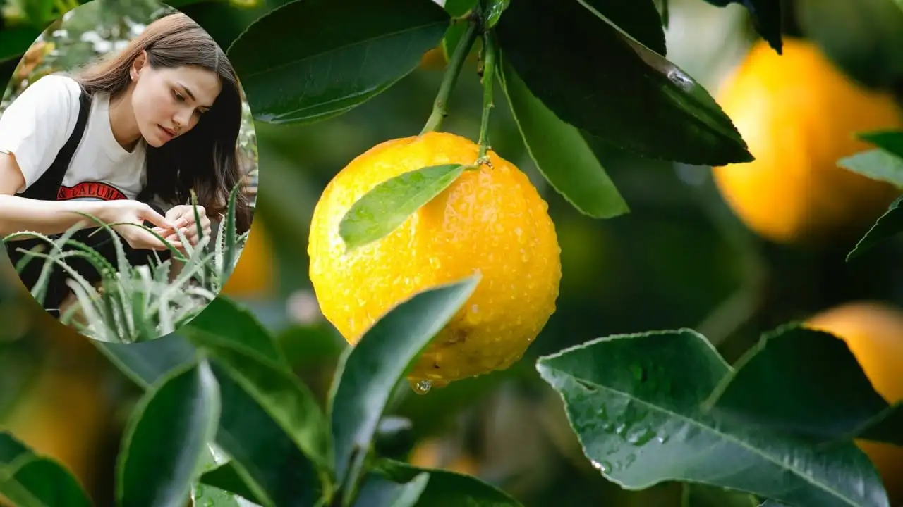 Fertilizante de aloe vera para sus frutos de limón durante todo el año