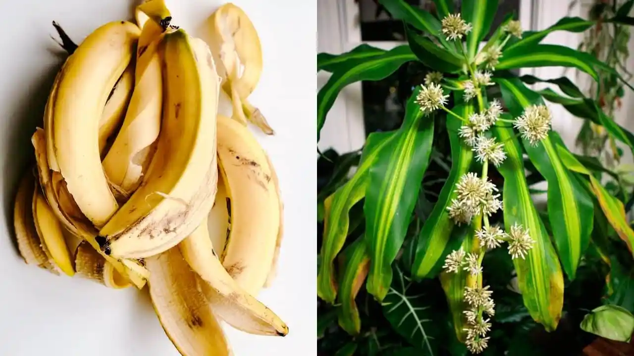 Fertilizante potente con cáscara de plátano para hacer florecer su palo de Brasil