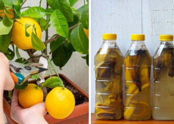 Fertilizantes naturales para plantas dan frutos