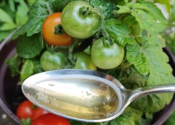 Gracias a este suplemento, los tomates y pepinos crecen diez veces más rápido