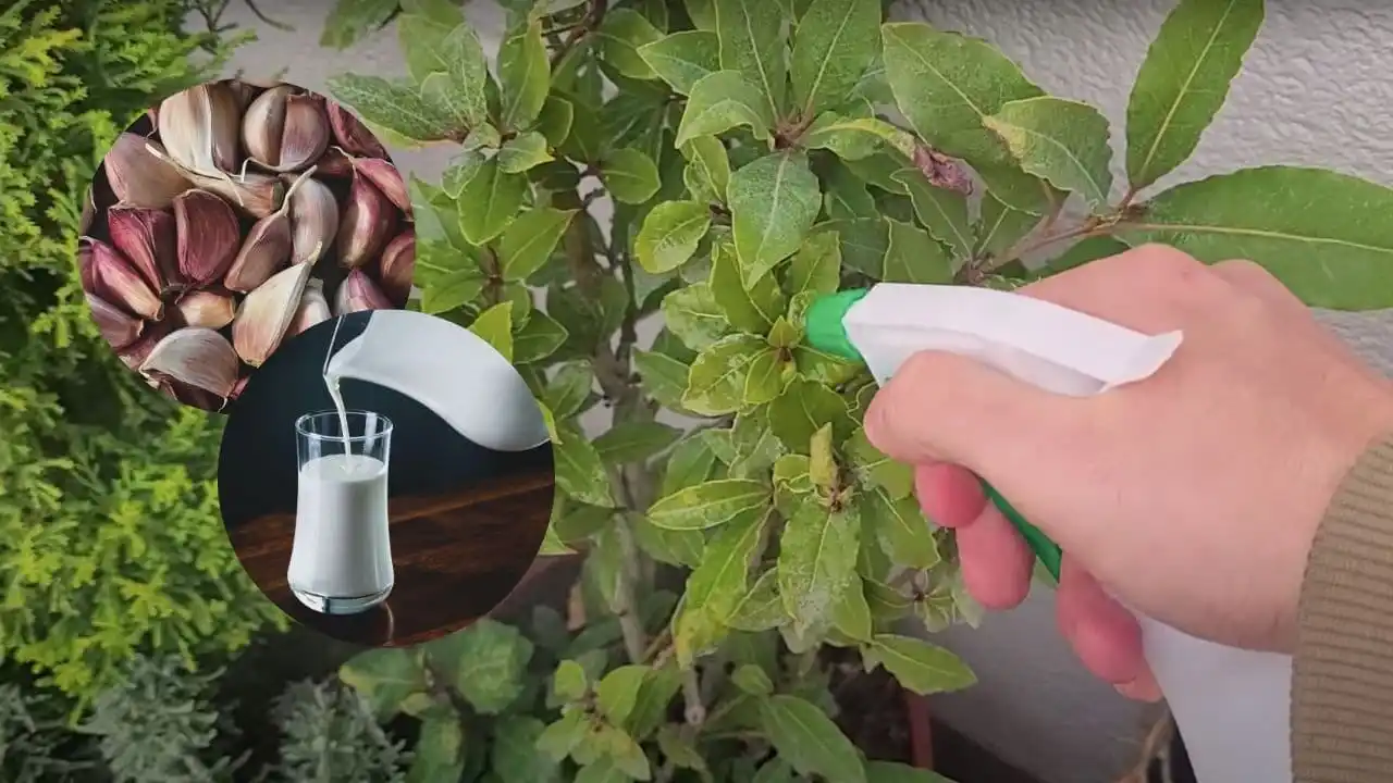 Haga este insecticida casero de leche con ajo para eliminar plagas del jardín