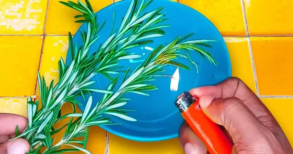 Intenta quemar una ramita de romero en casa y observa el efecto después de 10 minutos.