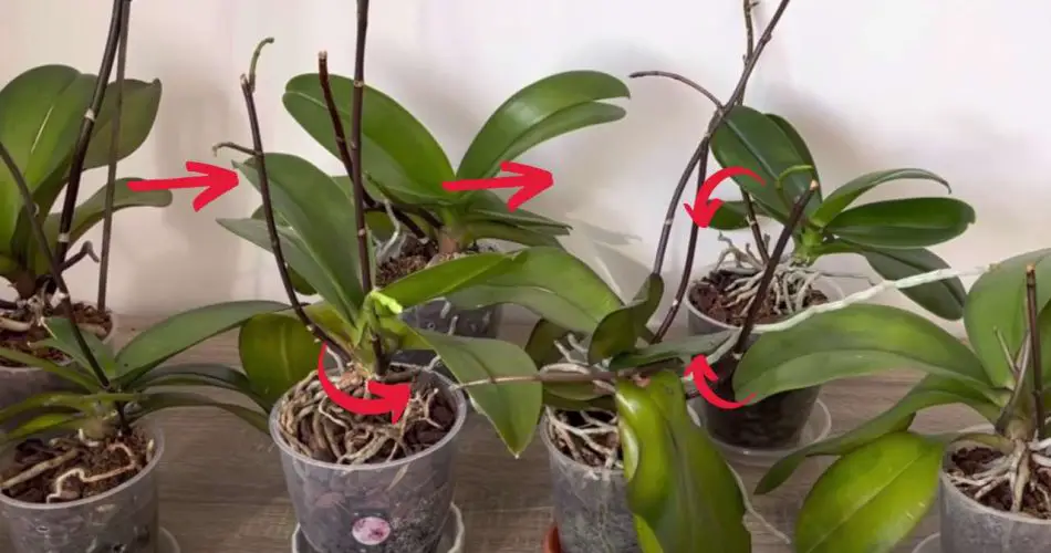 Inténtalo con tus orquídeas: verás qué espectaculares florecerán en muy poco tiempo.