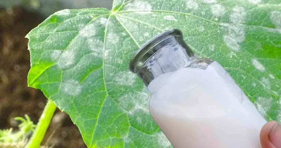 La defensa más poderosa del jardín contra todo tipo de enfermedades: adiós a las hojas amarillas