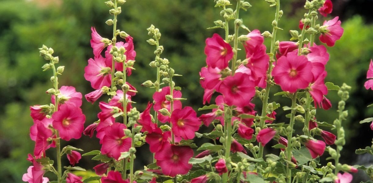 La malvarrosa: La majestuosa reina de los jardines crecer y plantar