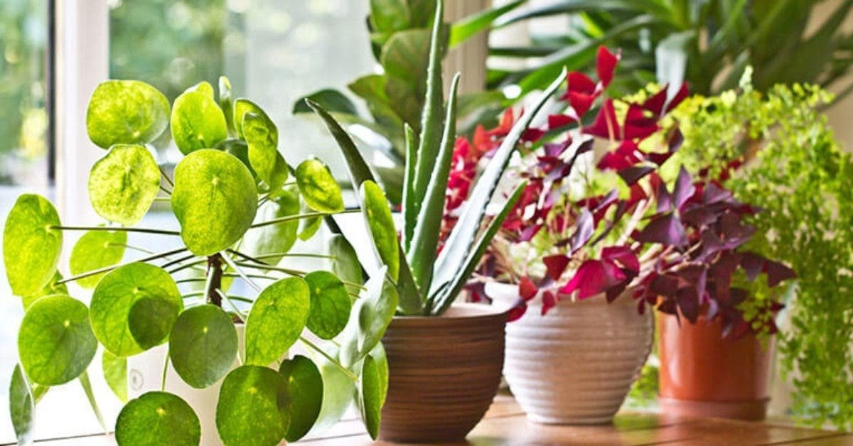 Las 10 plantas de interior más bonitas que crecen sin luz solar