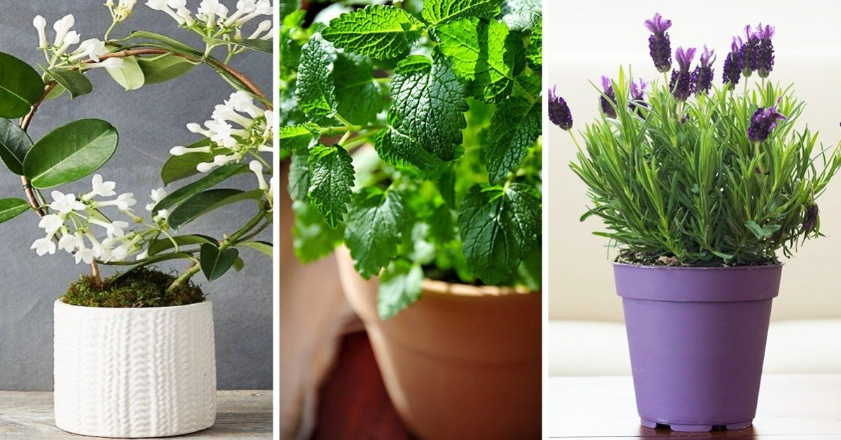 Las 11 mejores plantas de interior aromáticas para perfumar y decorar tu hogar