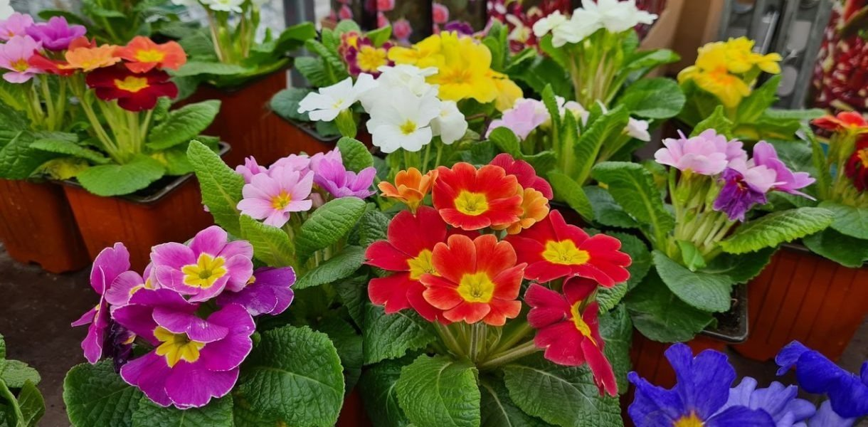 Las 5 plantas perennes con flores indispensables para un jardín primaveral radiante