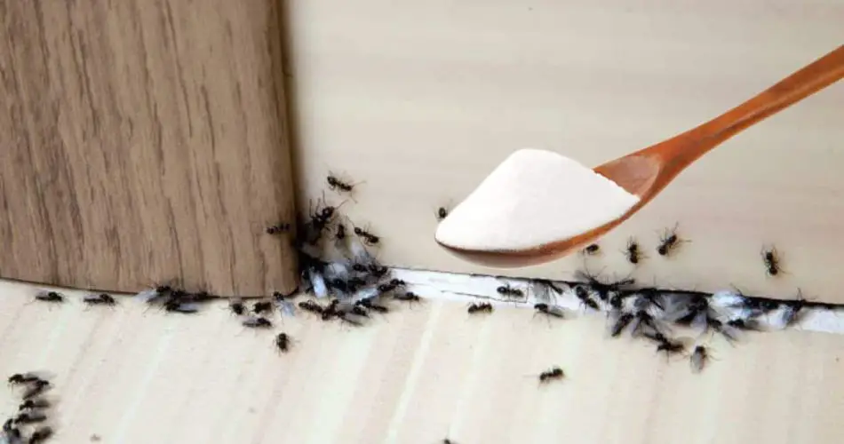 Las hormigas, ese ingrediente indispensable de la despensa que las ahuyenta