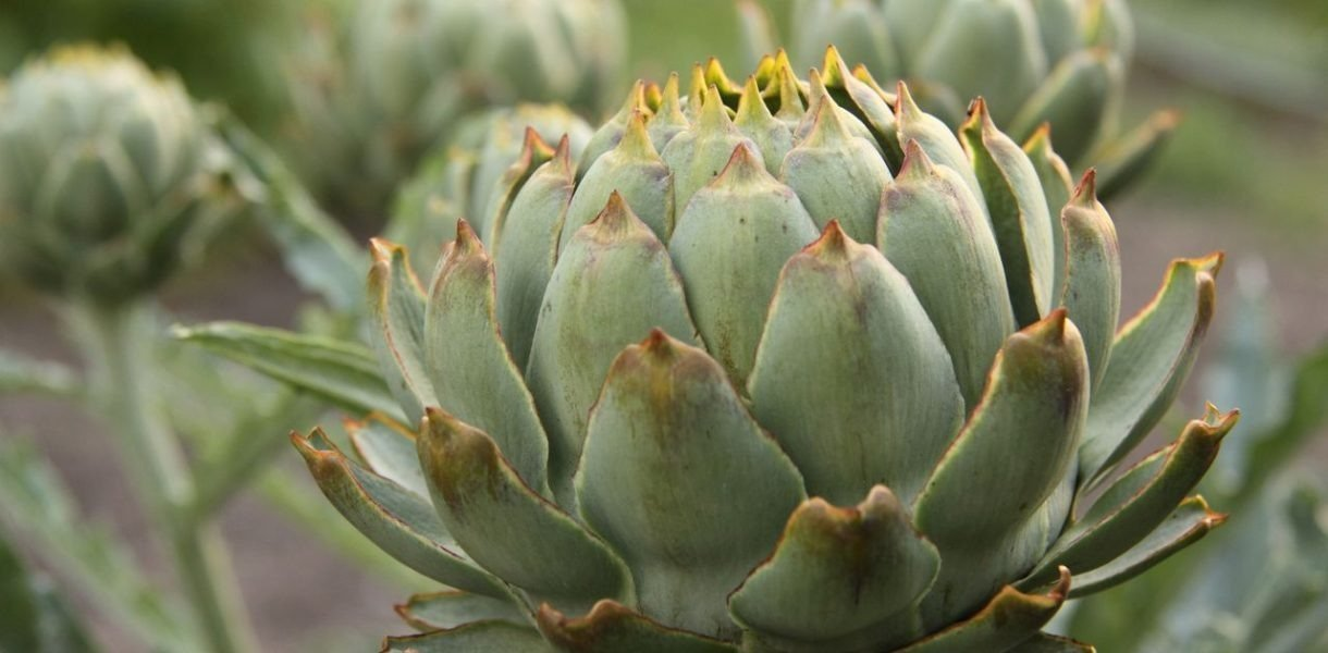 Legumbres eternas: ¡Cultívalas sin descanso y recolecta sin parar!