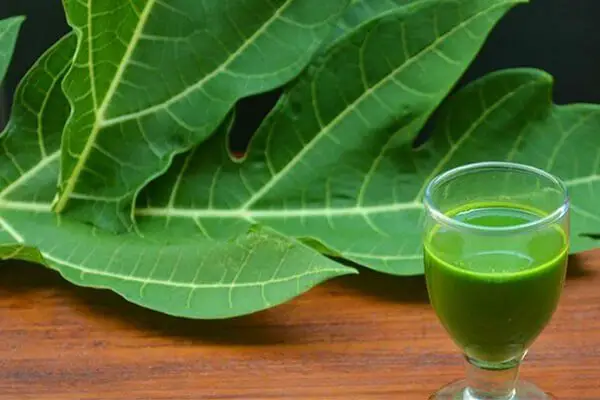 Los beneficios notables del jugo de hoja de papaya para la salud