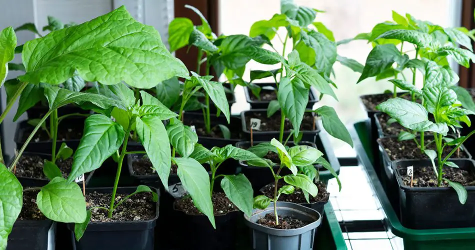 Los errores más grandes que cometen muchas personas al cultivar pimientos pueden causar la pérdida de la cosecha