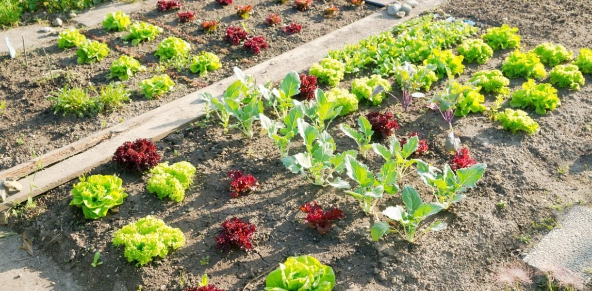 Los mejores consejos de jardinería para un bancal de verduras exitoso este año