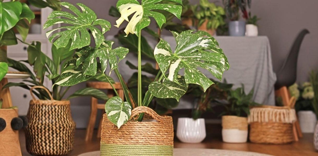 Los mejores consejos para el cuidado de tu Monstera
