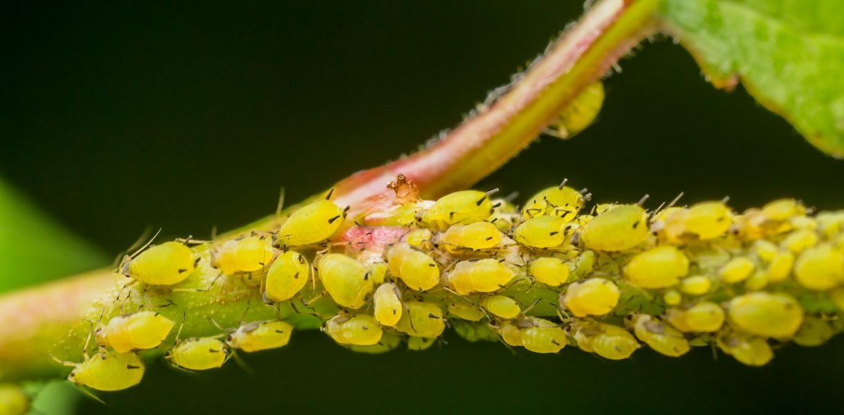 Los secretos para eliminar eficazmente los pulgones en los almendros