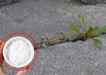 Malas hierbas: ¿Cómo eliminarlas de una vez por todas?