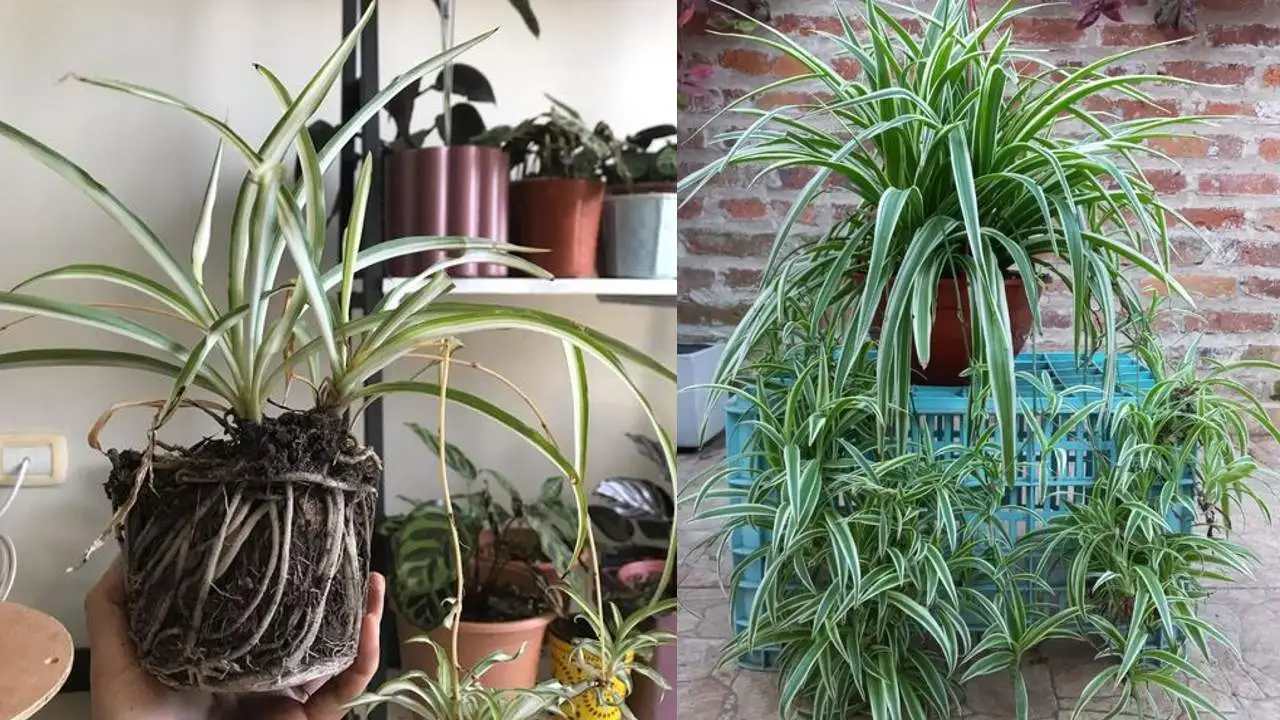 Método con tallos para reproducir fácilmente tu vínculo con las plantas y llenar tu casa con ellas