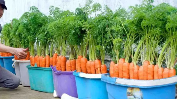 Método de los agricultores para cultivar zanahorias en casa, cosecha abundante.