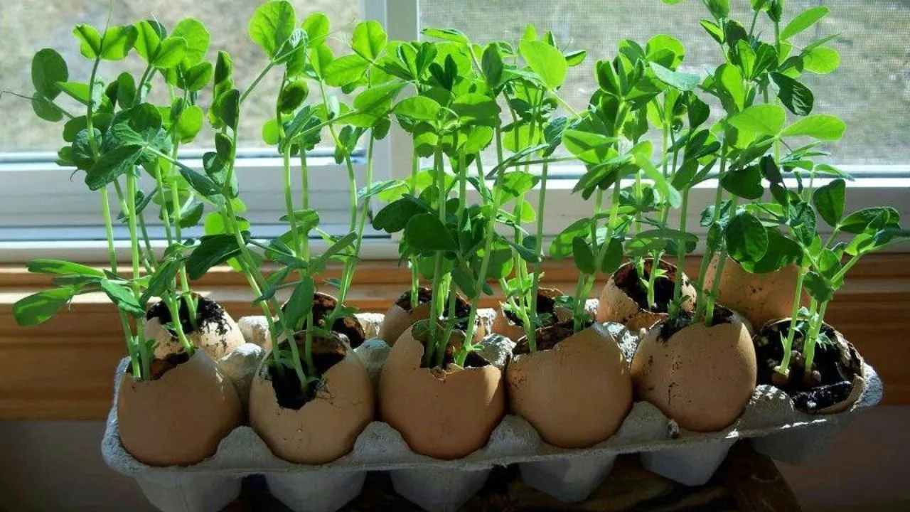 Método para germinar semillas en cáscaras de huevo, sencillo y nutritivo