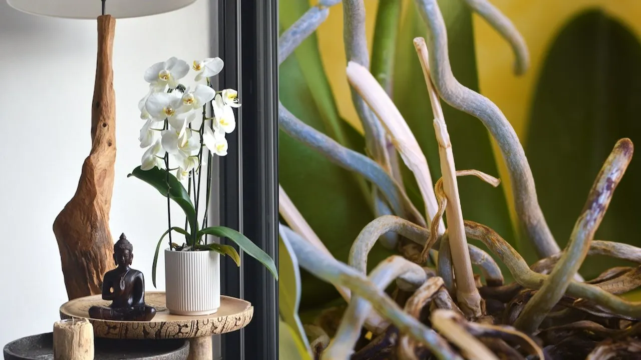 Método sencillo para regar orquídeas y evitar que las raíces se pudran