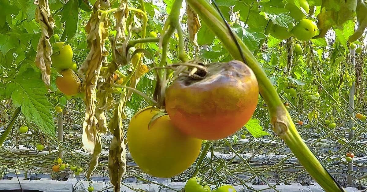 Mildiú falso en tomates: Cómo combatir el hongo con remedios naturales