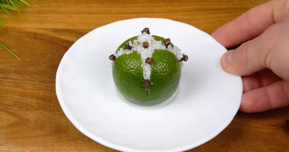 Moscas, mosquitos y cucarachas desaparecerán de tu vista gracias a este método natural