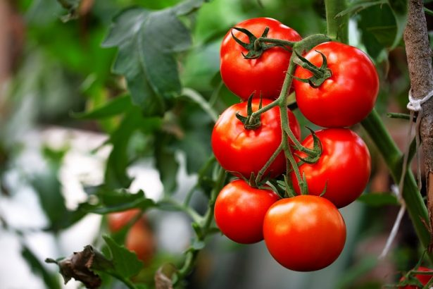 No hay tomates junto a los pepinos: secretos de jardinería para una plantación y un jardín más productivos