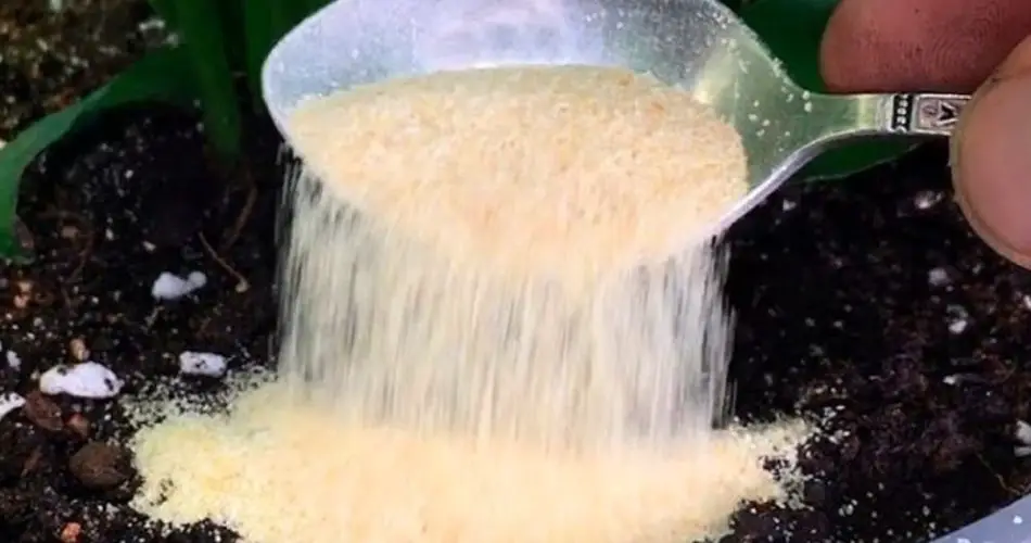 Orquídeas, flora espectacular: muchas con un ingrediente de este componente