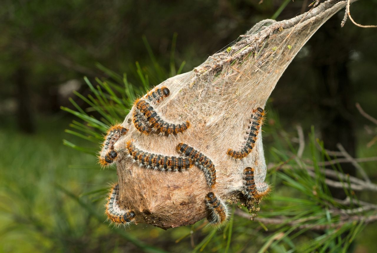 Orugas de procesionaria: métodos efectivos para deshacerse de ellas