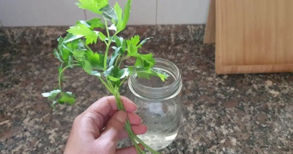 Perejil en abundancia, solo una rama basta para multiplicarlo infinitamente: el método