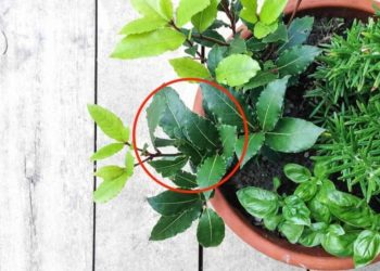 Planta de balcón 2023: Laurel