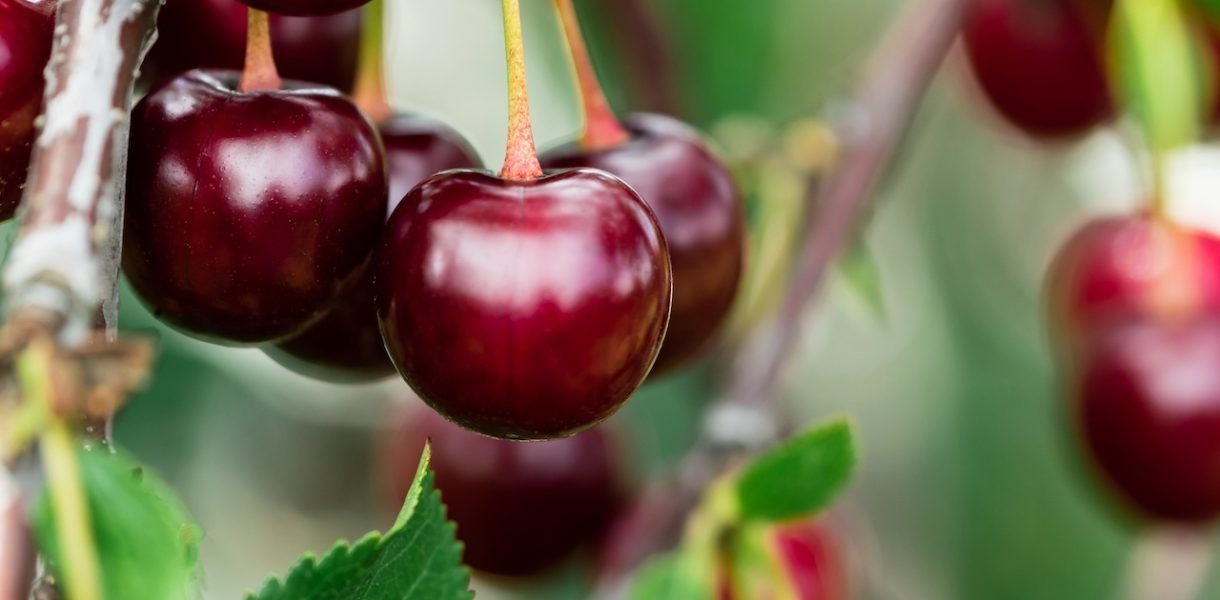 Plantar y hacer crecer con éxito un cerezo