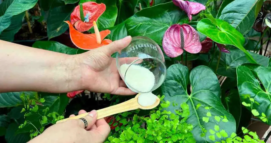 Plantas de interior: cómo eliminar insectos fácilmente con solo un puñado