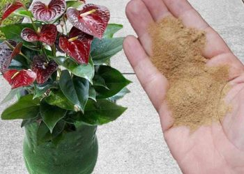 Plantas exuberantes con este fertilizante – La receta perfecta