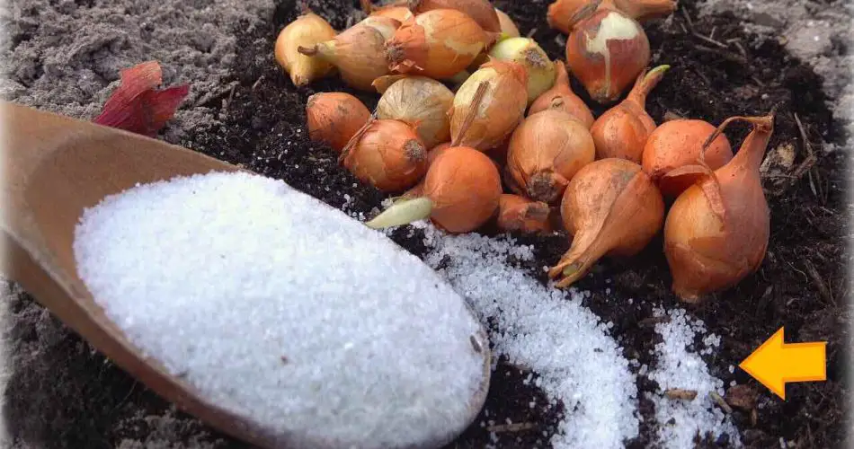 Plante cebollas con este complemento especial: sin plagas y alto rendimiento