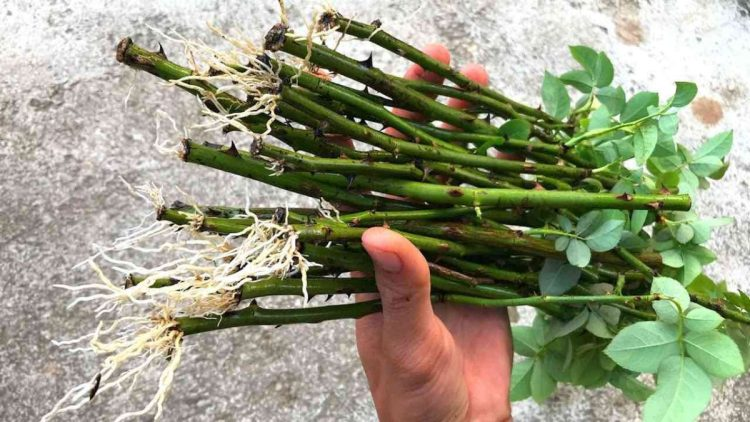 Podar un rosal: cuándo y cómo