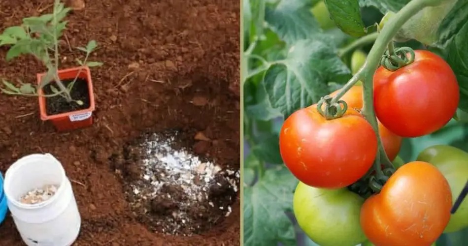 Pon estos 5 ingredientes en la tierra para cultivar rápidamente tomates excelentes