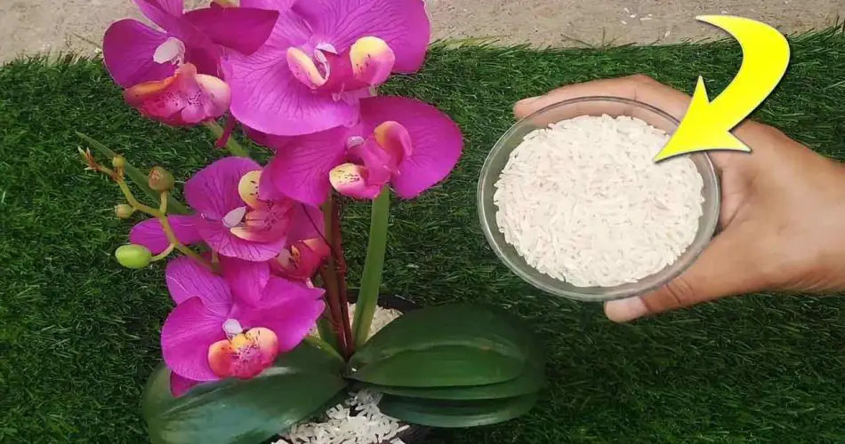 Pon un puñado en tu orquídea: se volverá hermosa y frondosa.