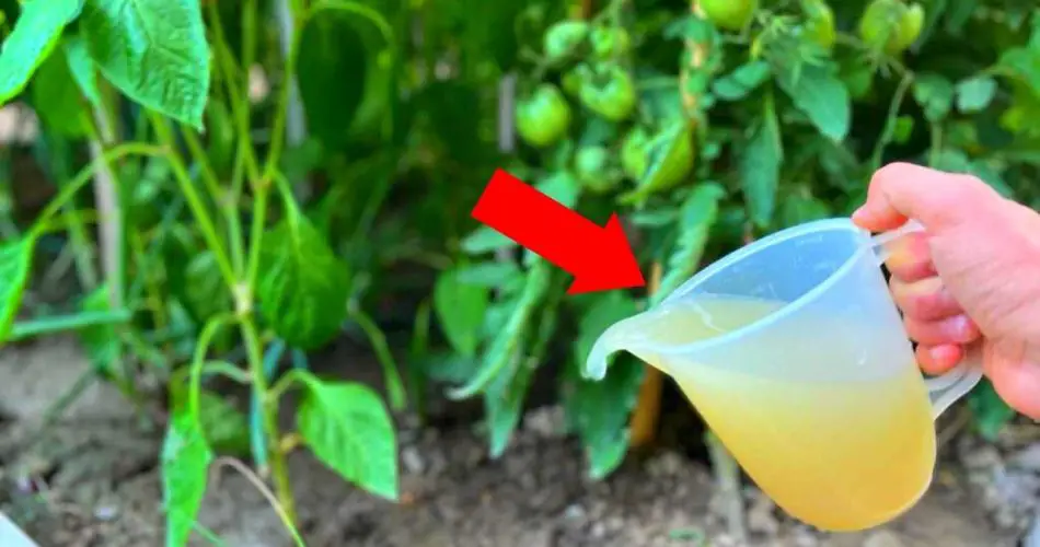 Ponlo ahora en tus plantas de pimientos y tomates para una cosecha increíble.