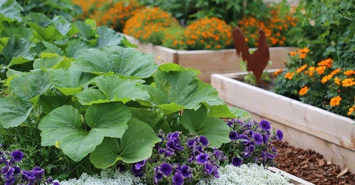 Por qué los jardineros siempre deberían plantar flores junto a las hortalizas