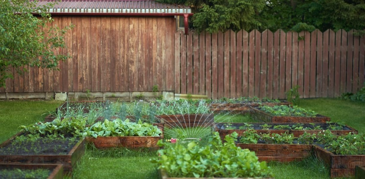 Por qué plantar juntos tomates y cebollas es el peor error en tu jardín