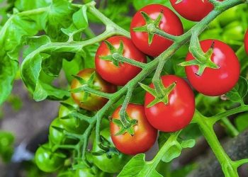 Por qué plantar tomates y cebollas juntos es el peor error en tu jardín
