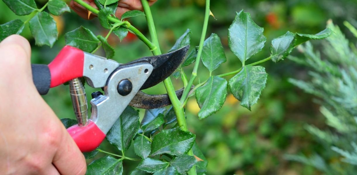 Prepare su jardín para el verano: 6 plantas que debe podar ahora