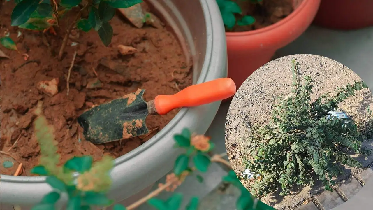 Remedio casero con tres ingredientes para eliminar la hierba