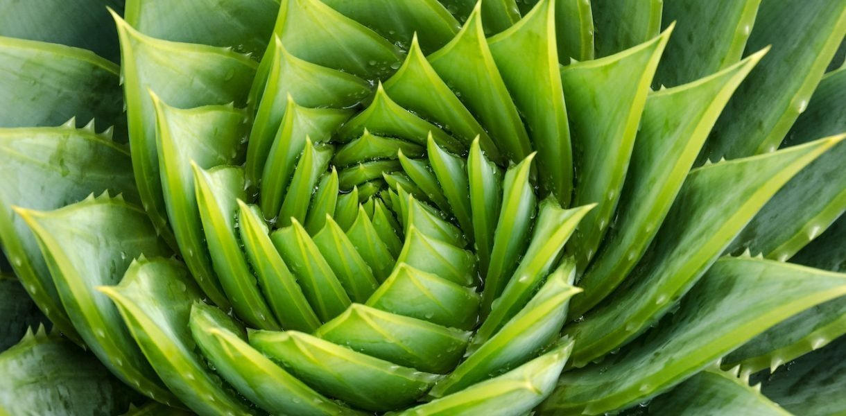 Revive tu Aloe Vera moribunda: ¡Consejos y trucos para salvarla!